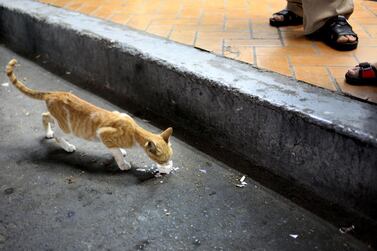 Residents of luxury Dubai community will be fined Dh500 if caught feeding stray cats.  Rich-Joseph Facun / The National