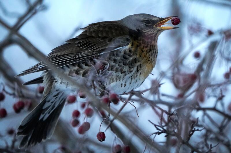 A fieldfare feeds on a tree in the city park in Tallinn, Estonia. Temperatures reached -6°C on Friday. AP