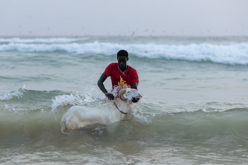 A man washes a sheep in the sea before sacrificing it to mark Eid Al Adha in Yoff, Senegal. EPA