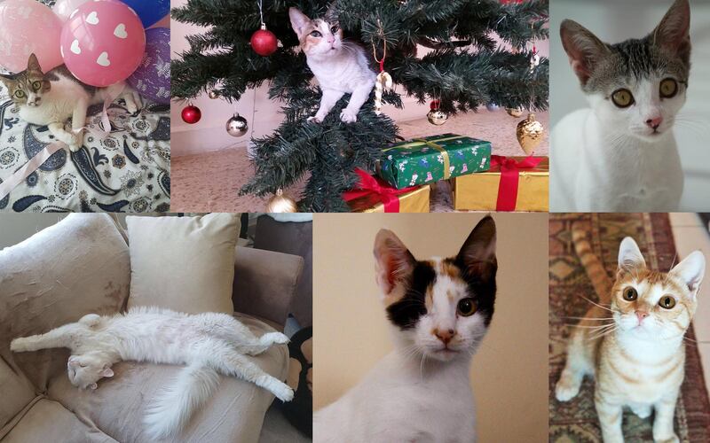 As part of International Cat Day, we asked readers in the UAE to share stories of how they came across their cats. Photo compiled by Olive Obina