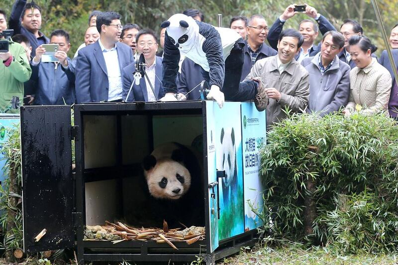 A worker wearing a panda costume opens the cage to let giant panda ‘Hua Yan’ go out to the wild at the Liziping National Nature Reserve in Ya’an, Sichuan Province of China. Zhang Jian / Chengdu Economic Daily / VCG via Getty Images