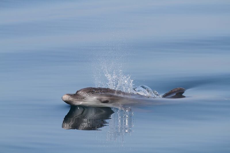 An Indo-Pacific bottlenose dolphin surfacing in the still waters of Dubai. All pictures by UAE Dolphin Project Initiative - Report a sighting