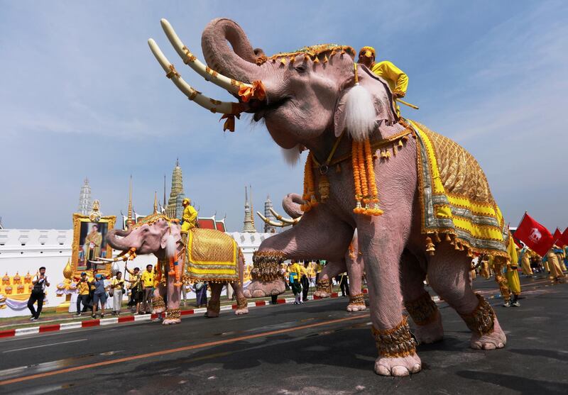 Ten elephants from Ayutthaya camp march in procession near the Grand Palace to celebrate Thai King Maha Vajiralongkorn's coronation in Bangkok. Reuters
