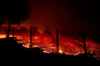 Invasive plants are being blamed for providing extra fuel for wildfires in California recently. Reuters
