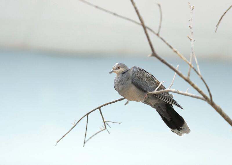 SHARJAH, UNITED ARAB EMIRATES. 11 FEBRUARY 2019. 
Birds enclave at Arabia's Wildlife Center in Sharjah.

(Photo: Reem Mohammed/The National)

Reporter:
Section: