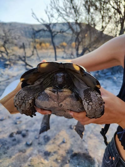 Among the animals rescued have been tortoises and deer. Photo: Anima Wild