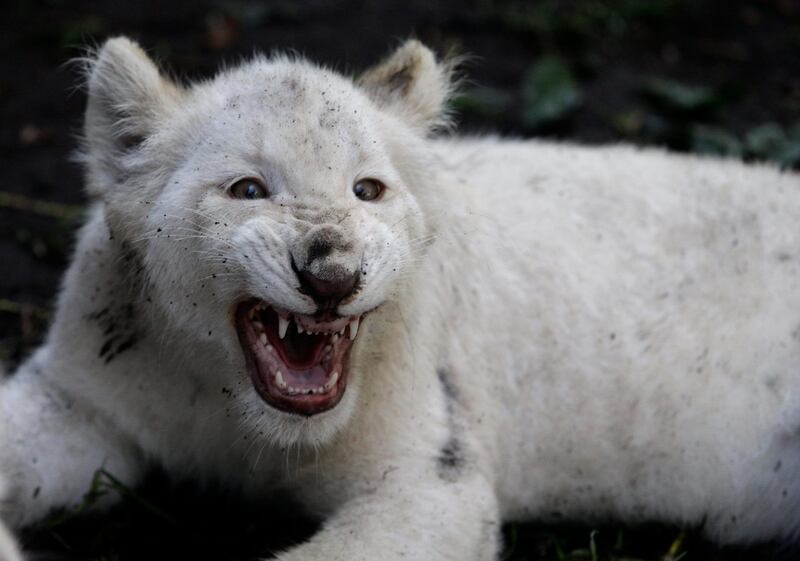 One of a pair of four-month-old white lion cubs snarls as they play together in their enclosure at the Altiplano Zoo in Tlaxcala, Tuesday, Aug. 7, 2018. Cesar Toriz, the zoo's director, says the cubs' mother rejected them so they had to be bottle fed formula for their first couple months. (AP Photo/Rebecca Blackwell)