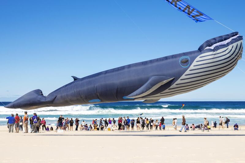 A kite in the shape of a whale is seen during the Festival of the Winds in Bondi  in Sydney, Australia. Festival of the Winds is Australia's largest kite festival.  Getty