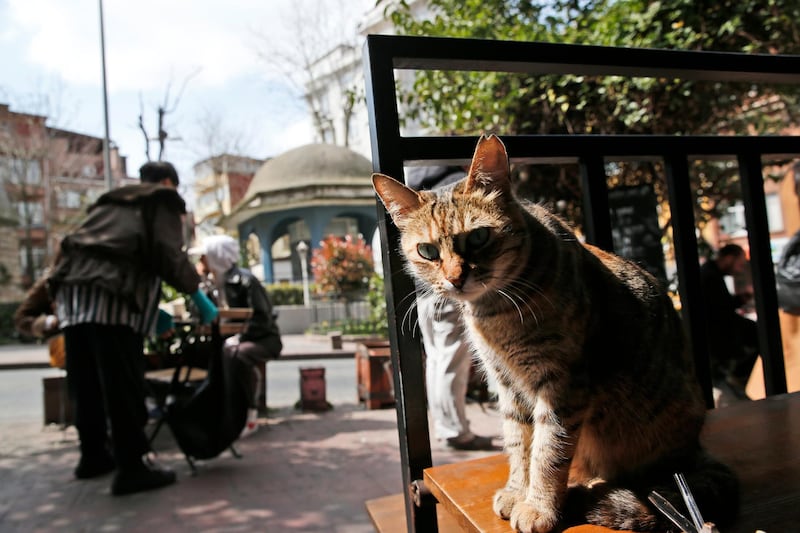 A cat sits at a coffee shop in Istanbul's fashionable Cihangir neighbourhood. AP Photo