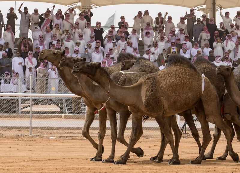 Al Sayaheed was for centuries a meeting point for camel caravans arriving from all points on the Arabian peninsula, carrying goods and trading animals. Now the King Abdulaziz Foundation for Research and Archives that organises the festival wants to make it the camel capital of the world and part of the transformation of Saudi Arabia’s oil-dependent economy. Photo: King Abdulaziz Camel Festival