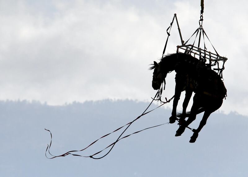 A helicopter carries a horse after firefighters rescued it from a creek in rural Apple Valley, California. James Quigg / The Daily Press via AP