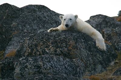 Norway is implementing restrictions to protect wildlife in Svalbard such as polar bears. Photo: Andy Brunner / Unsplash