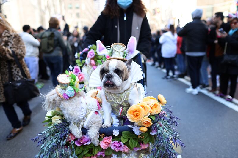 Dogs in costumes are seen in the annual Easter Parade and Bonnet Festival. Reuters