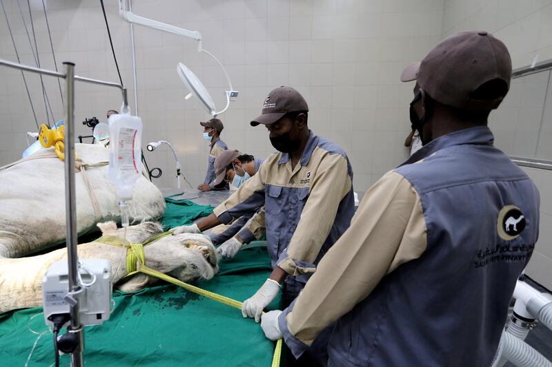 Assistants monitor a camel's condition as a veterinarian performs a surgery in an operating theatre at the hospital. Courtesy: Reuters