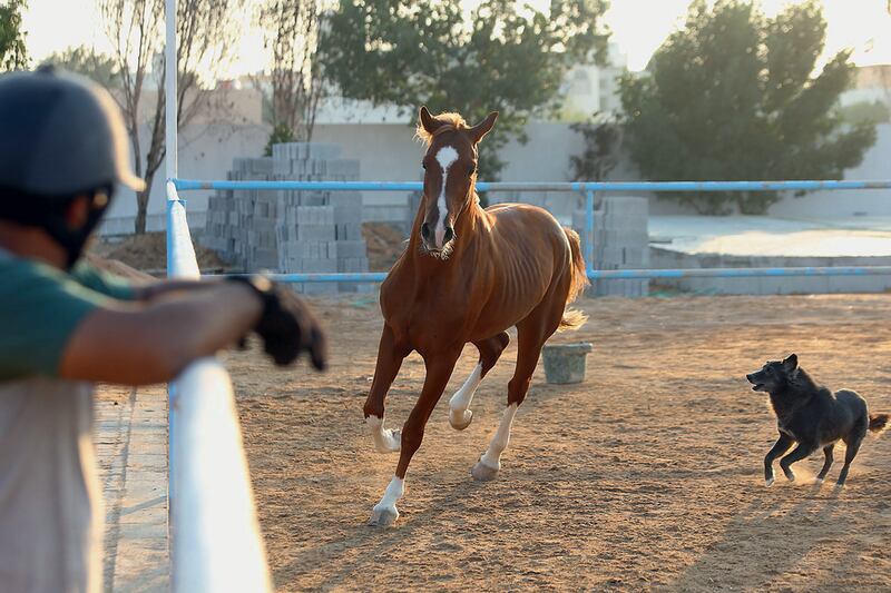 A horse canters around the Baniyas Equestrian Centre in Abu Dhabi, one of 45 animals at the centre. Obaid Ghedayer Al Dhaheri, who started riding at school at the tender age of eight, opened the facility in 2004. Delores Johnson / The National