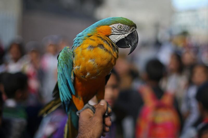 A parrot is carried by a Palestinian man during a tour in Rafah refugee camp in the southern Gaza Strip. Reuters
