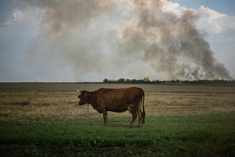 A cow stands in a field as black smoke rises from the front line in Mykolaiv Oblast, Ukraine, amid the war against Russia.  AFP