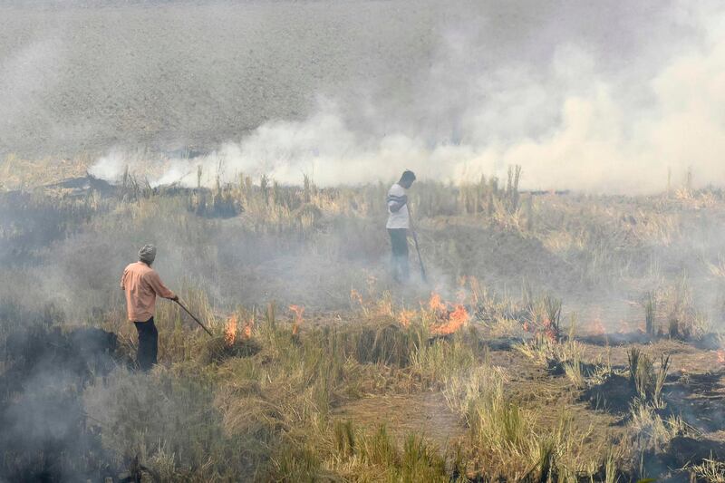 CORRECTION / In this photo taken on November 6, 2019, farmers burn straw stubble after harvesting paddy crops in a field at a village near Sultanpur Lodhi. Police have arrested more than 80 farmers in a northern Indian state for starting some of the fires blamed for the new pollution crisis in New Delhi and other cities, officials said November 7. / AFP / NARINDER NANU
