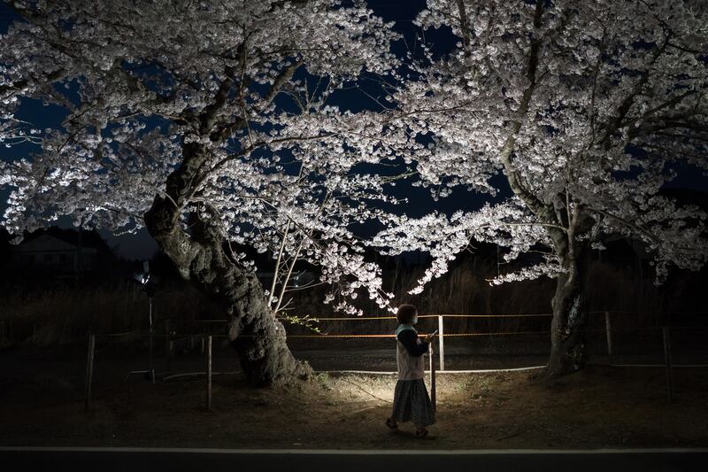 A woman walks past cherry trees in bloom at night in the Yonomori area in Tomioka, Fukushima, Japan. Getty Images