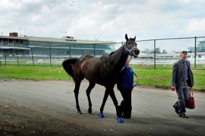 The unbeaten Black Caviar was entered in both the Dubai Golden Shaheen and the Al Quoz sprint by trainer Peter Moody.