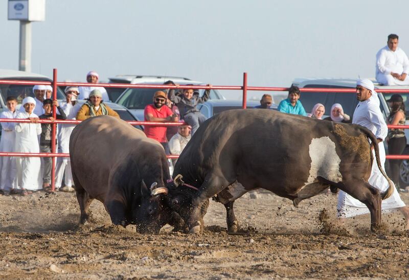 FUJAIRAH, UNITED ARAB EMIRATES- Bull fighting in Fujairah corniche.  Leslie Pableo for The National