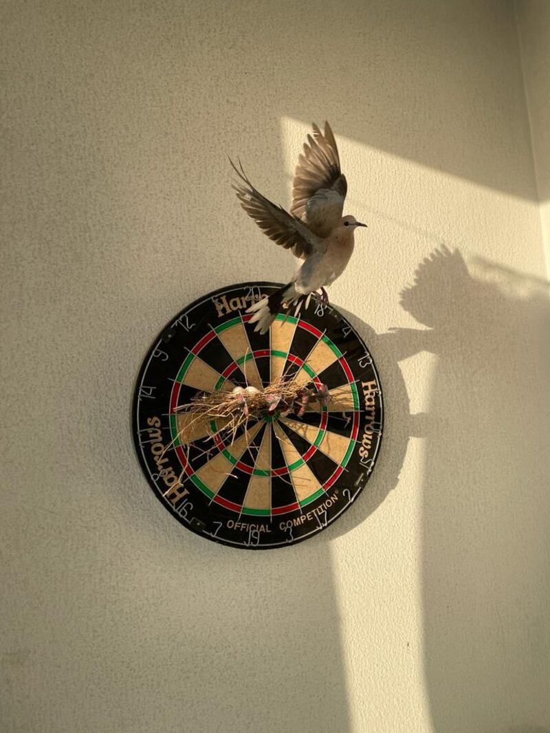 Antony Abraham spotted the nest on the dartboard at his home in Al Wasl Villas in Muhaisnah.