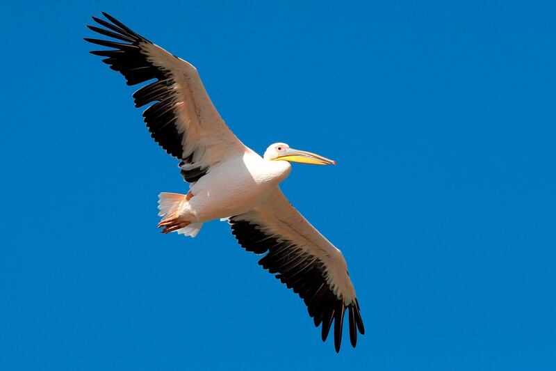 A great white pelican flies above a reservoir in Mishmar HaSharon. AFP