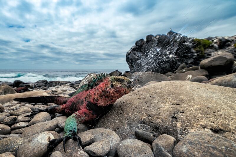 Animal in Action second place winner. Courtesy Galapagos Conservation Trust / Leighton Lum