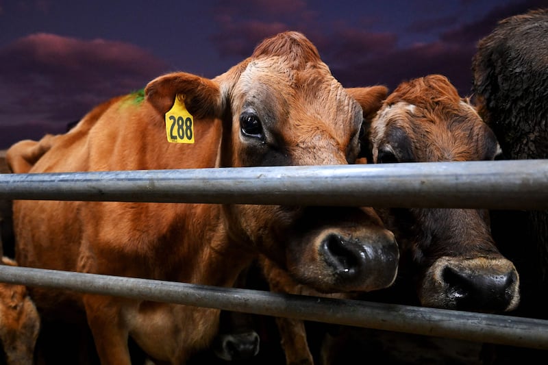 Livestock accounts for about one third of methane emissions, the International Methane Emissions Observatory reported. AFP