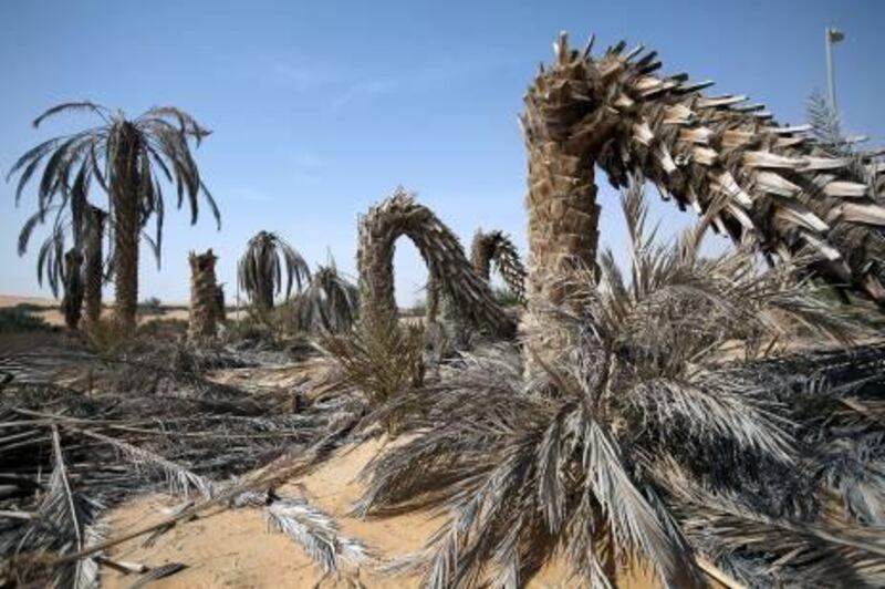 18/07/10 - Abu Dhabi, UAE -   A date farm that has been attacked by the Weevil bug.  

Date farms throughout Liwa are facing an infestation of the Weevil, a beetle measuring an average length of 6 mm.  As a result farms are being abandoned and neglected as the weevil moves to infest health date farms.(Andrew Henderson/The National)