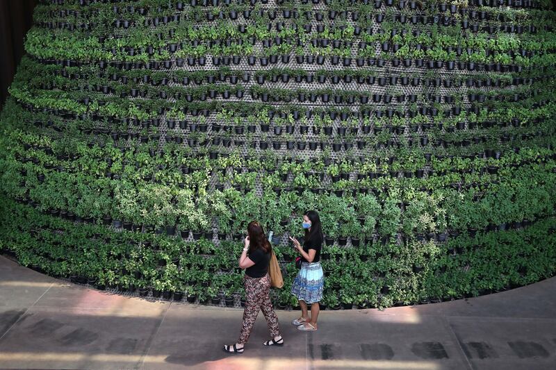 Basil, mint and tomato are some of more than 3,000 plants growing on a massive cone inside the Netherlands pavilion.  The plants will be returned to the local supplier and turned into compost. Pawan Singh / The National