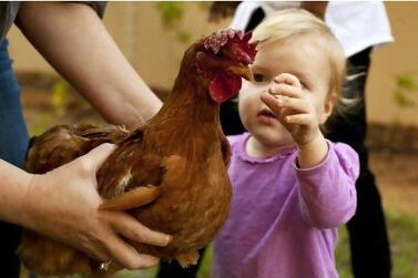 Asha Wolf, 18 months, plays with one of her family's pet chickens in Khalifa City B.
