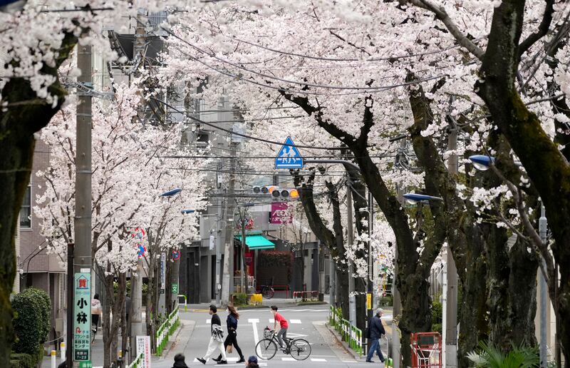 Authorities in Tokyo declared the first bloom on March 20, 2022. EPA