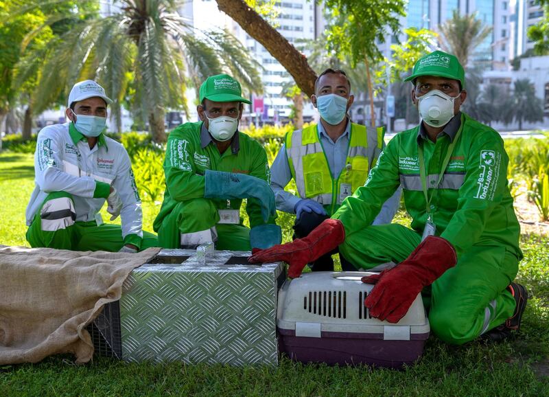 Abu Dhabi, United Arab Emirates, June 16, 2020.   The process of catching stray animals and transfering them to Falcon Hospital.  Interview and actual trapping at Family Park, Abu Dhabi.
--  Tadweer workers setting up some traps at the park.
Victor Besa  / The National
Section:  NA
Reporter:  Haneen Dajani