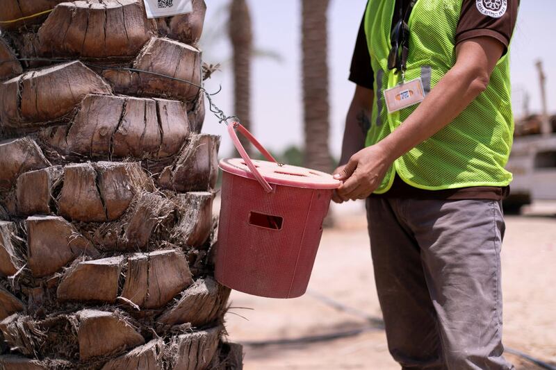 DUBAI, UNITED ARAB EMIRATES - May 30 2019.

Bulent Cengiz, Project Manager, inspects a weevil trap on a palm tree at EXPO 2020's nursery.

Expo 2020's 22-hectare nursery home to thousands of water-efficient native and adaptive plants and trees.

Greening the 4.38 square km Expo site off Jebel Ali is a massive undertaking, with 12,157 trees and palm trees, more than 256,000 shrubs and thousands more of ornamental and flowering plants and grass.

 (Photo by Reem Mohammed/The National)

Reporter: 
Section: NA