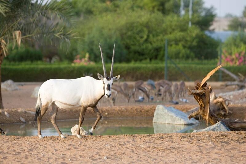 The International Union for Conservation of Nature has reclassified the Arabian oryx from ‘extinct in the wild’ to ‘near threatened’. The animal suffered greatly from poaching, urbanisation and the loss of desert areas. Courtesy Al Ain Zoo