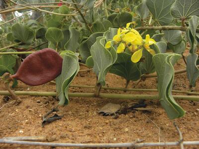 Morama beans are found arid parts of southern Africa  Courtesy RBG Kew