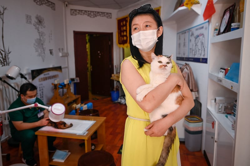 In one Beijing practice, pets of all shapes and sizes come for treatments. 