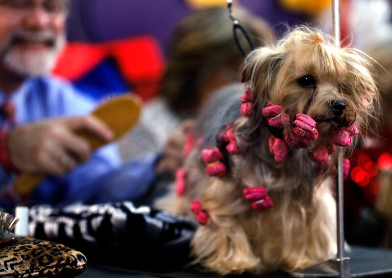 Salon time: A Yorkshire terrier named Diamond is groomed in the benching area during the second day of competition. EPA