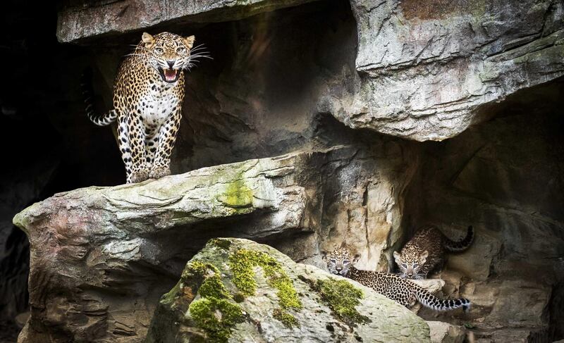 Two newborn Sri Lankan leopards are seen outside for the first time at Burgers Zoo in Arnhem, Netherlands. Remko De Waal/EPA