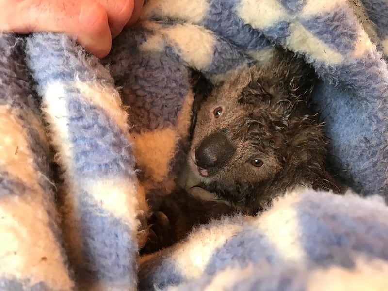 One of the injured koalas is shown in a picture shared by Animals Australia. Twitter / @AnimalsAus