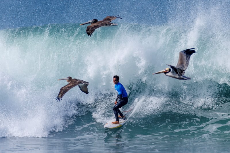 Brown pelicans fly past Eli Hanneman of the US as he competes during the quarter-finals of the WSL World Junior Surf Championships, in California. Reuters 