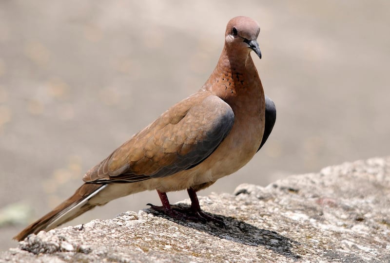 BIRDS YOU OFTEN SEE IN THE UAE: The palm dove, otherwise known as the laughing dove. Zeynel Cebeci / Wikimedia Commons