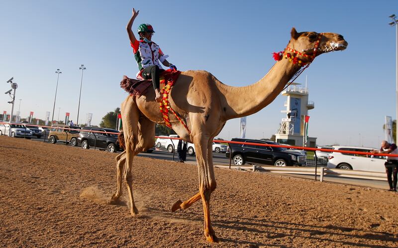 Jockey Kassab Al Ahbabi on camel Lattam reacts after winning the marathon.