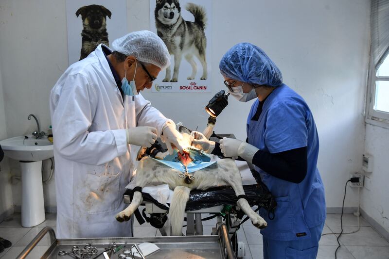 Dr Mahmoud Laatiri and his trainee spaying an animal at the Belvedere sterilisation centre in Tunis. The number of stray dogs seems to be increasing – dogs are gregarious by nature and tend to live in groups.  In the streets, roundabouts, squares and around rubbish bins, they roam in packs sometimes comprising dozens of individuals.