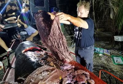 In this photo taken on March 16, 2019, Darrell Blatchley, director of D' Bone Collector Museum Inc., shows plastic waste found in the stomach of a Cuvier's beaked whale in Compostela Valley, Davao on the southern Philippine island of Mindanao. A starving whale with 40 kilos (88 pounds) of plastic trash in its stomach has died after being washed ashore in the Philippines, activists said on March 18, calling it one of the worst cases of poisoning they have seen. / AFP / -
