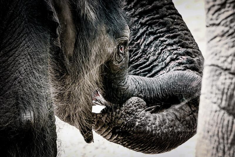 A new born female elephant-calf (Elephantidae)  walks with her mother in their enclosure in the Cologne Zoo, in Cologne, Germany.  EPA