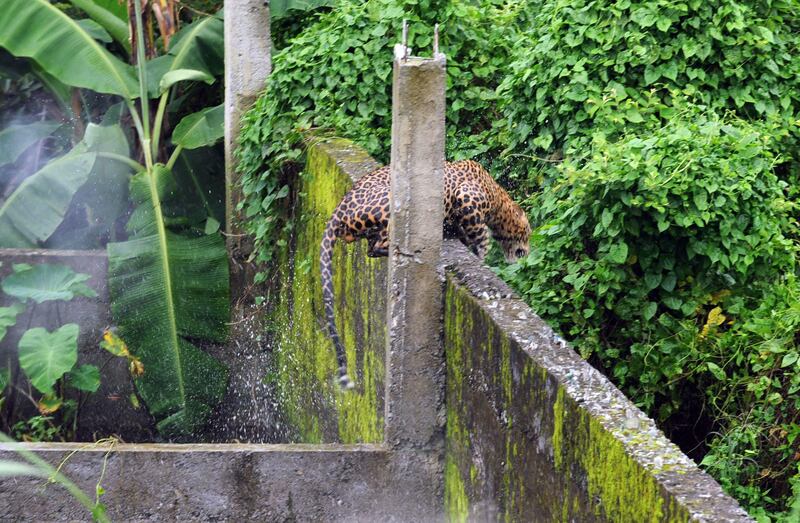 A leopard (Panthera pardus) attempts to escape after attacking Indian forest guards at Prakash Nagar village near Salugara on the outskirts of Siliguri on July 19, 2011. Six people were mauled by the leopard after the feline strayed into the village area before it was caught by forestry department officials. Forest officials made several attempt to tranquilised the full grown leopard that was wandering through a part of the densely populated city when curious crowds startled the animal, a wildlife official said. AFP PHOTO/Diptendu DUTTA
 *** Local Caption ***  450764-01-08.jpg