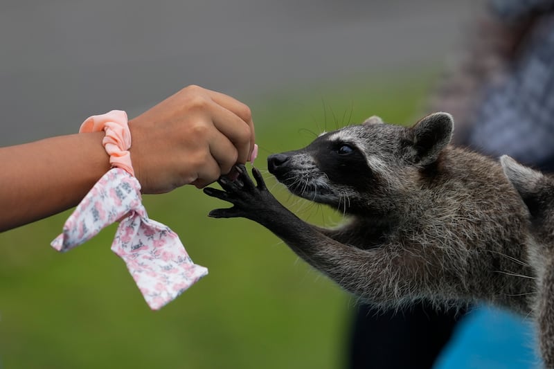 A feed for a wild raccoon in Panama City on Friday, April 26.  AP Photo