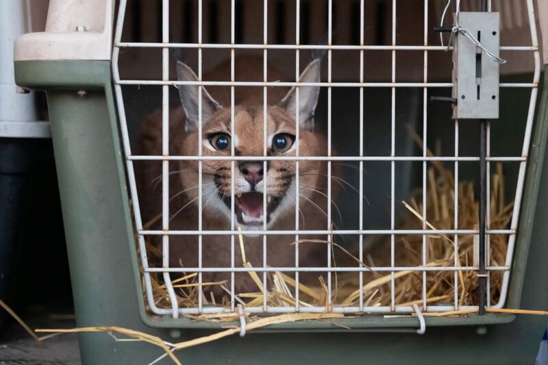 A caracal arrives at the zoo in Poznan, Poland, one of two after an evacuation in Ukraine. EPA